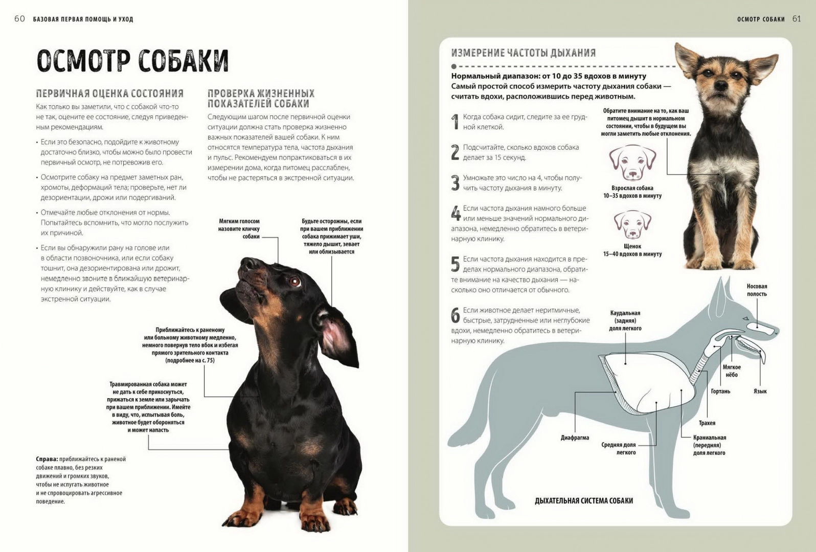 Клинический осмотр собаки образец