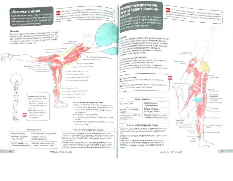 Анатомия курсы фитнеса. Атлас силовых упражнений. Анатомия фитнеса и силовых упражнений. Анатомия силовых упражнений. Анатомия фитнеса книга.