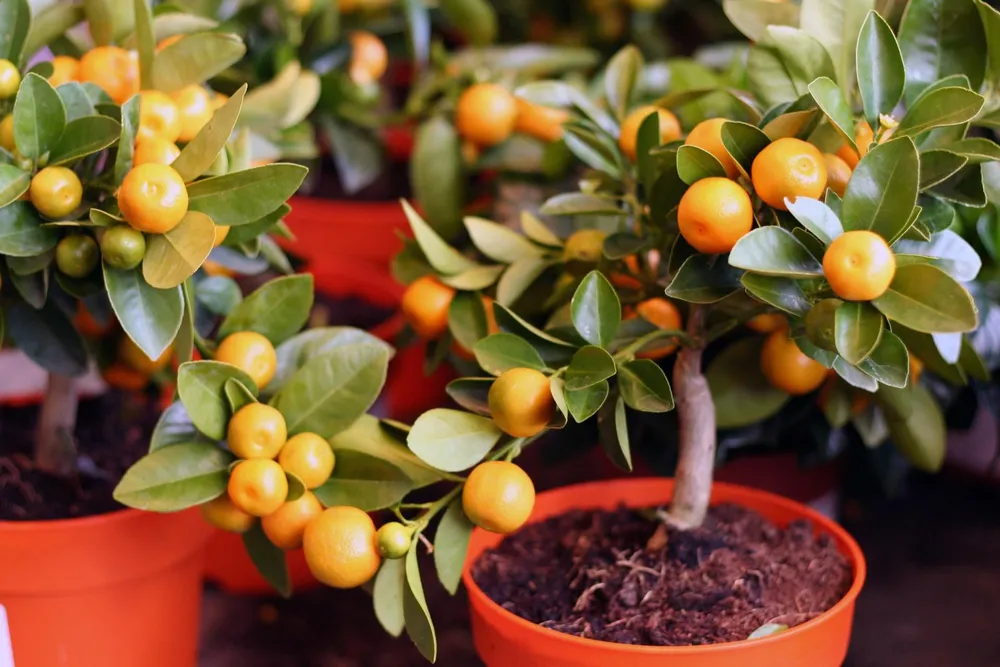 7 Most Fragrant Dining Room Plants with Factor and Tips to Consider