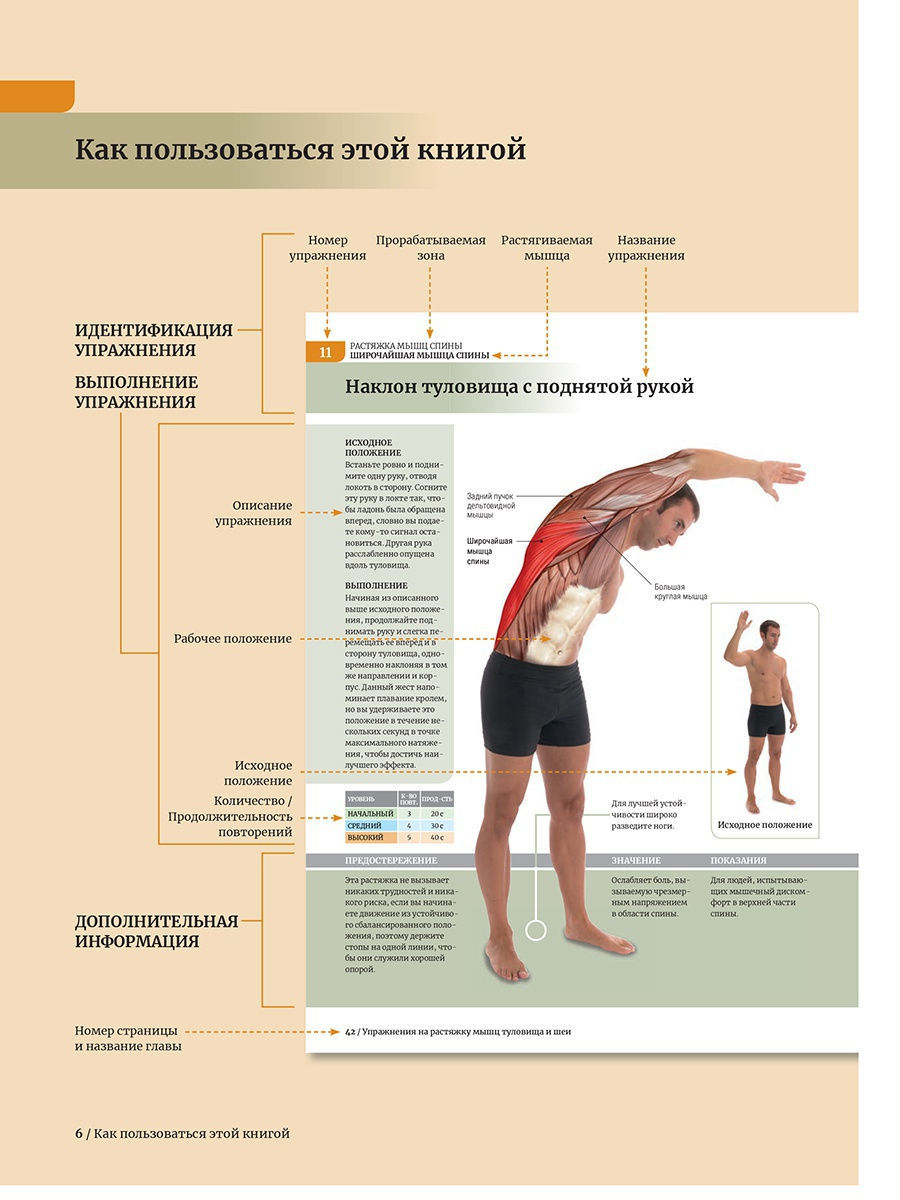 Анатомия растяжки и 100 базовых упражнений - купить спорта, красоты и  здоровья в интернет-магазинах, цены на Мегамаркет | 114