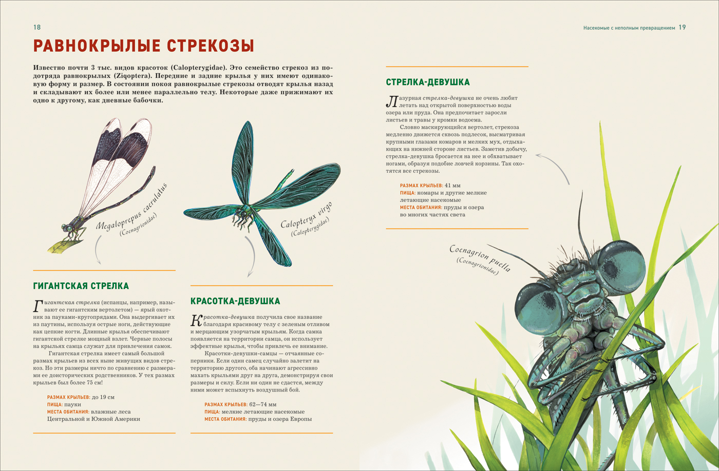 Энциклопедия Насекомые - купить детской энциклопедии в интернет-магазинах,  цены на Мегамаркет | 37966