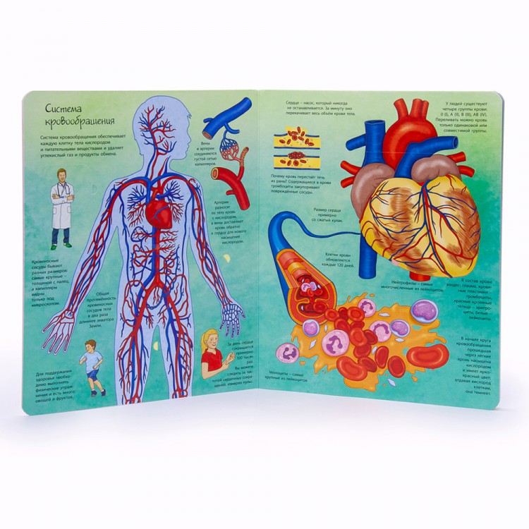 странно устроен человек основа. тело человека для детей. энциклопедия человека для детей. странно устроен человек основа. странно устроен человек основа.