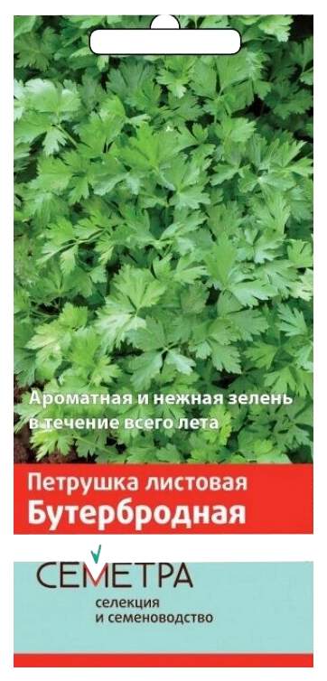 Петрушка Бутербродная: описание, характеристика, посадка и выращивание, отзывы