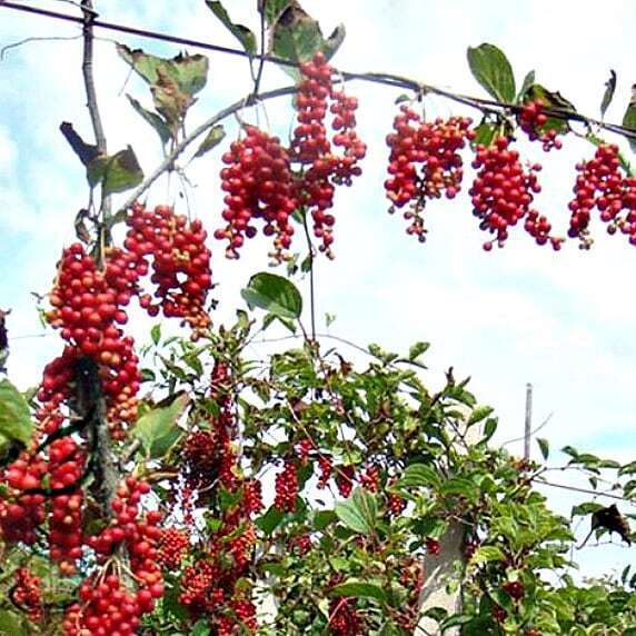 Семена Лимонник китайский (Schisandra chinensis), 20 штук - купить в интернет-ма