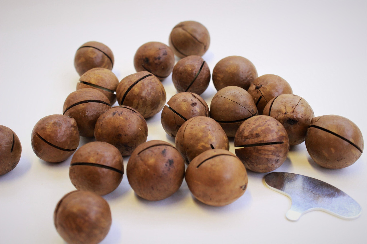 Круглый орех макадамия фото с прорезью