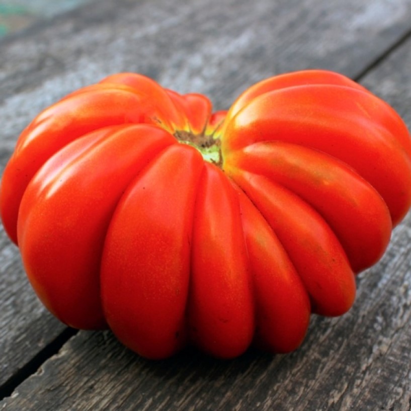 Томат лотарингская красавица красная. Томат лотарингская красавица красная. Томат лотарингская красавица желтая. Томат лотарингская красавица желтая. Томат лотарингская красавица.