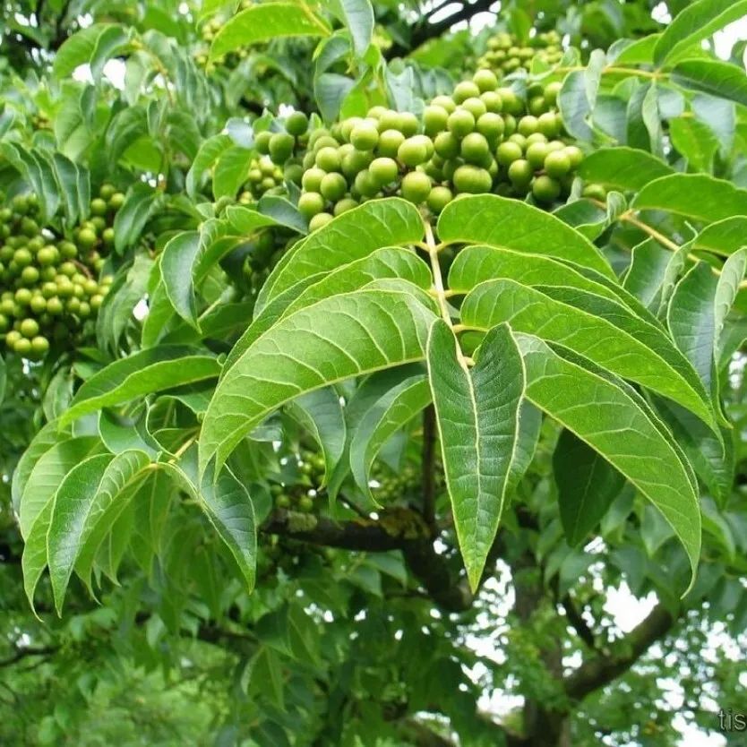 Амурский бархат польза и вред. Амурский бархат ягоды. Амурский бархат польза и вред. Амурский бархат дальнего востока. Бархат амурский.