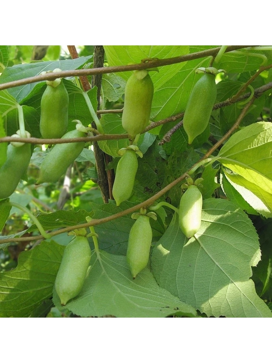 Актинидия деликатесная. Актинидия полигама лесная. Актинидия многобрачная. Актинидия полигамная. Актинидия коломикта фестивальный.