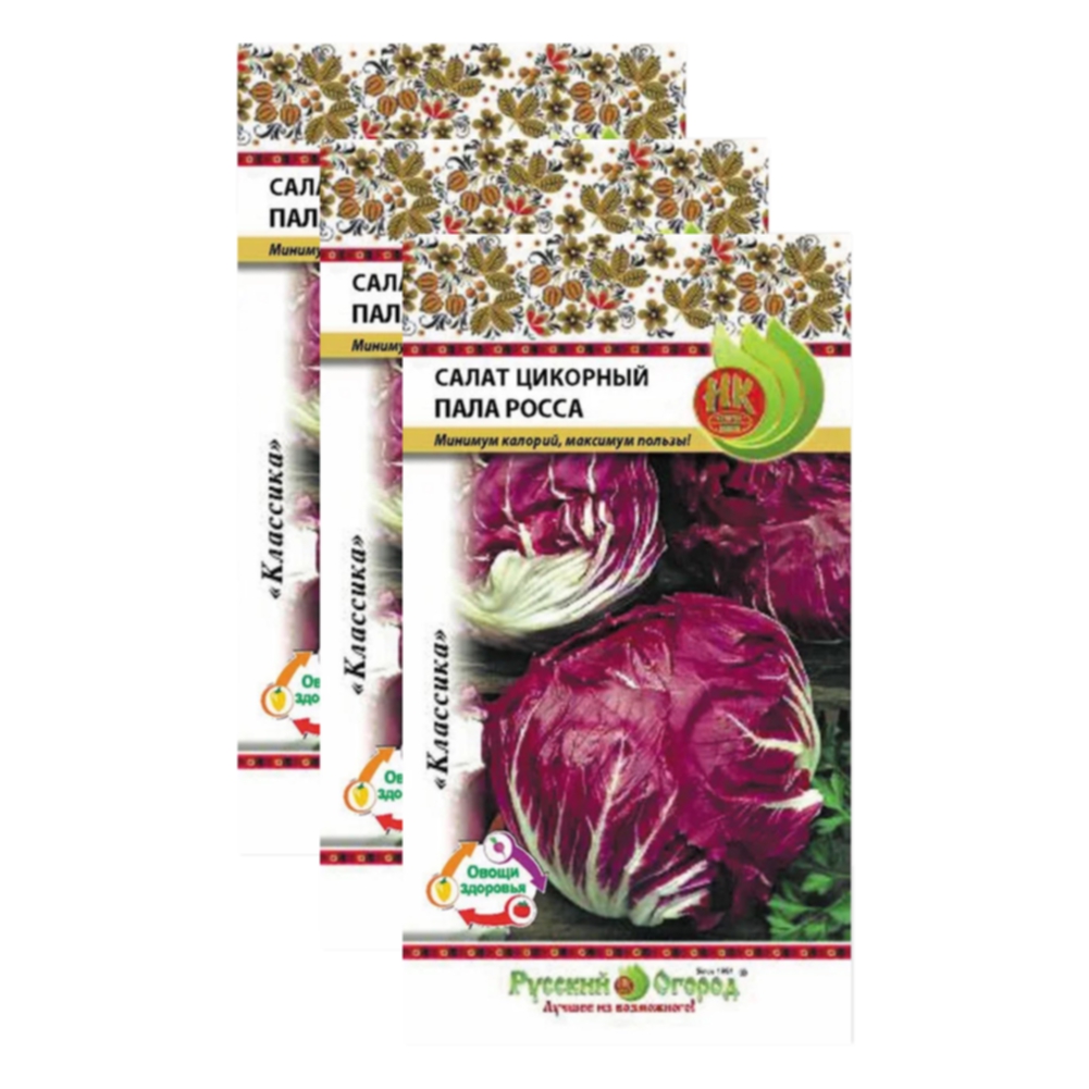 Цикорный салат пала. Цикорный салат пала бионда. Цикорный салат. Цикорный пала росса. Цикорий кочанный.