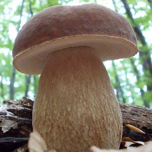 Мицелий грибов Поиск Белый гриб на компосте 60 мл
