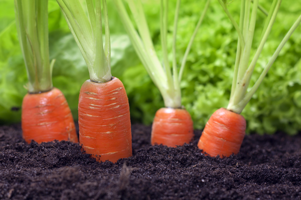 Морковь Тушон: сладкий вкус и приятный аромат
