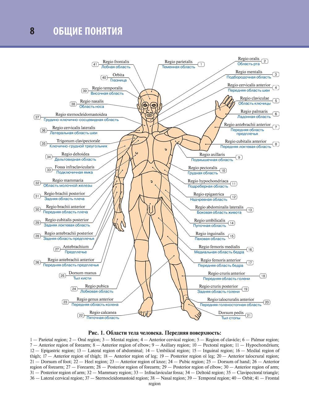 Человек латинское название. Части человеческого тела анатомия. Внешнее Анатомическое строение человека. Анатомическое название частей тела человека. Структура тела человека с описанием.
