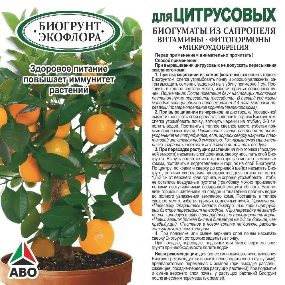 Какая земля для цитрусовых. Почва для цитрусовых. Удобрение для домашнего кофейного дерева