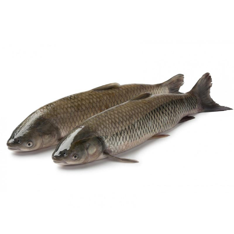 Белый амур рыба польза. Белый Амур. Белый Амур на белом фоне. Карп. Толстолобик