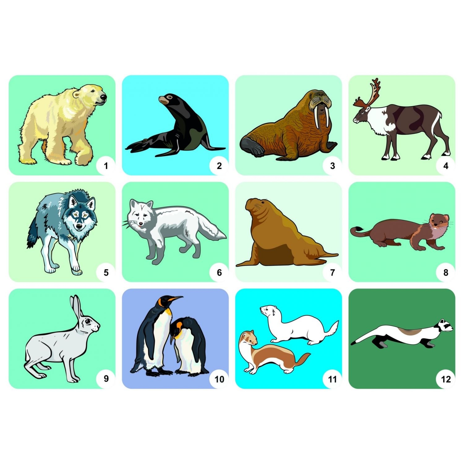 Комплект плакатов "Животные разных широт": 4 плаката с методическим сопровождением
