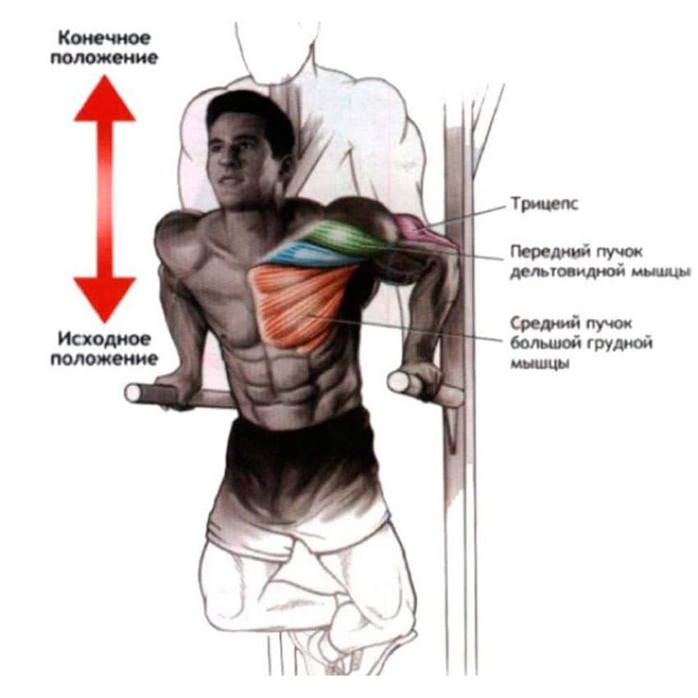 Мышцы задействованные при отжимании на брусьях