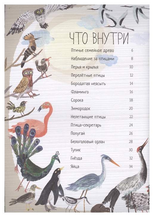 Большая книга птиц. Зоммер большая книга птиц. Зоммер ю. "большая книга моря". Птицы большого города пособие для бёрдвотчеров. Зоммер большая книга птиц Птичье семейное Древо.