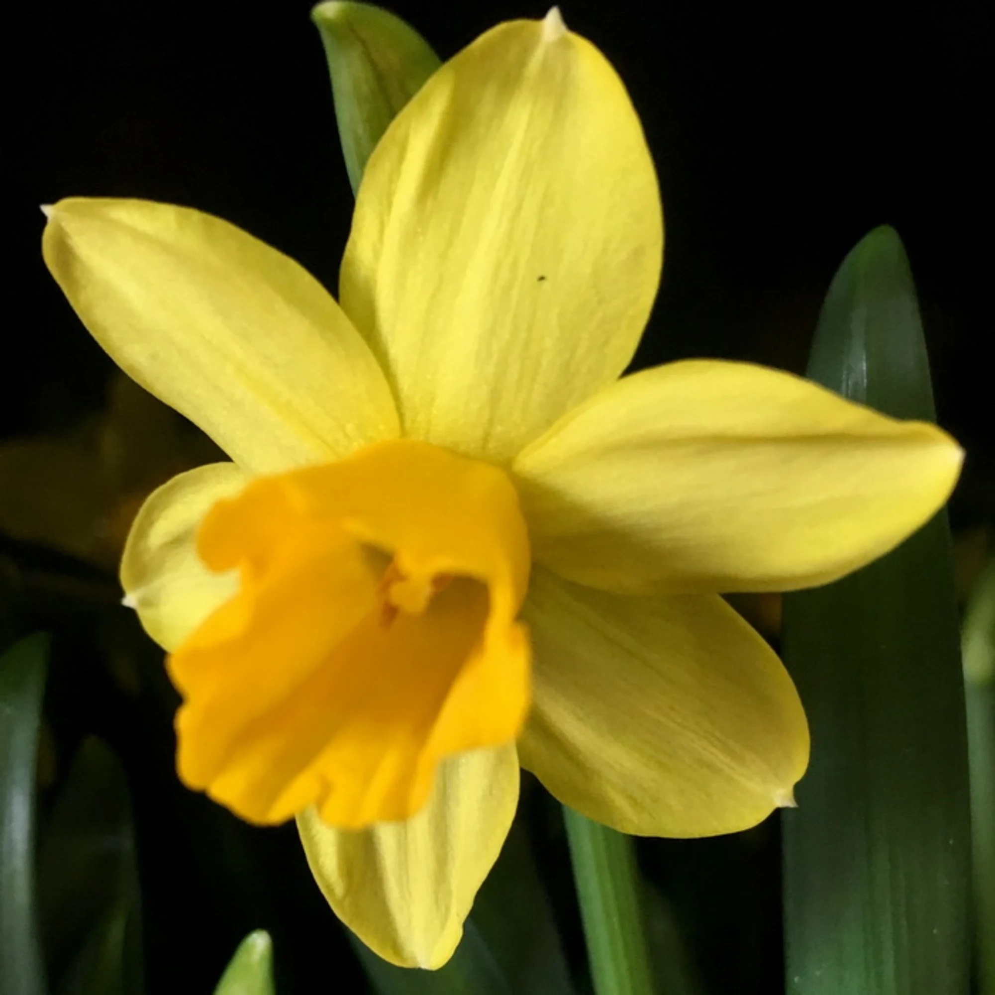 Нарцисс теа тет. Tete-a-tete нарцисс. Tete-a-tete нарцисс. Нарцисс тет-а-тет d12. Tete-a-tete нарцисс.