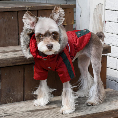 Куртка для собак Puppia Brock, унисекс, красный, S, длина спины 20.5 см