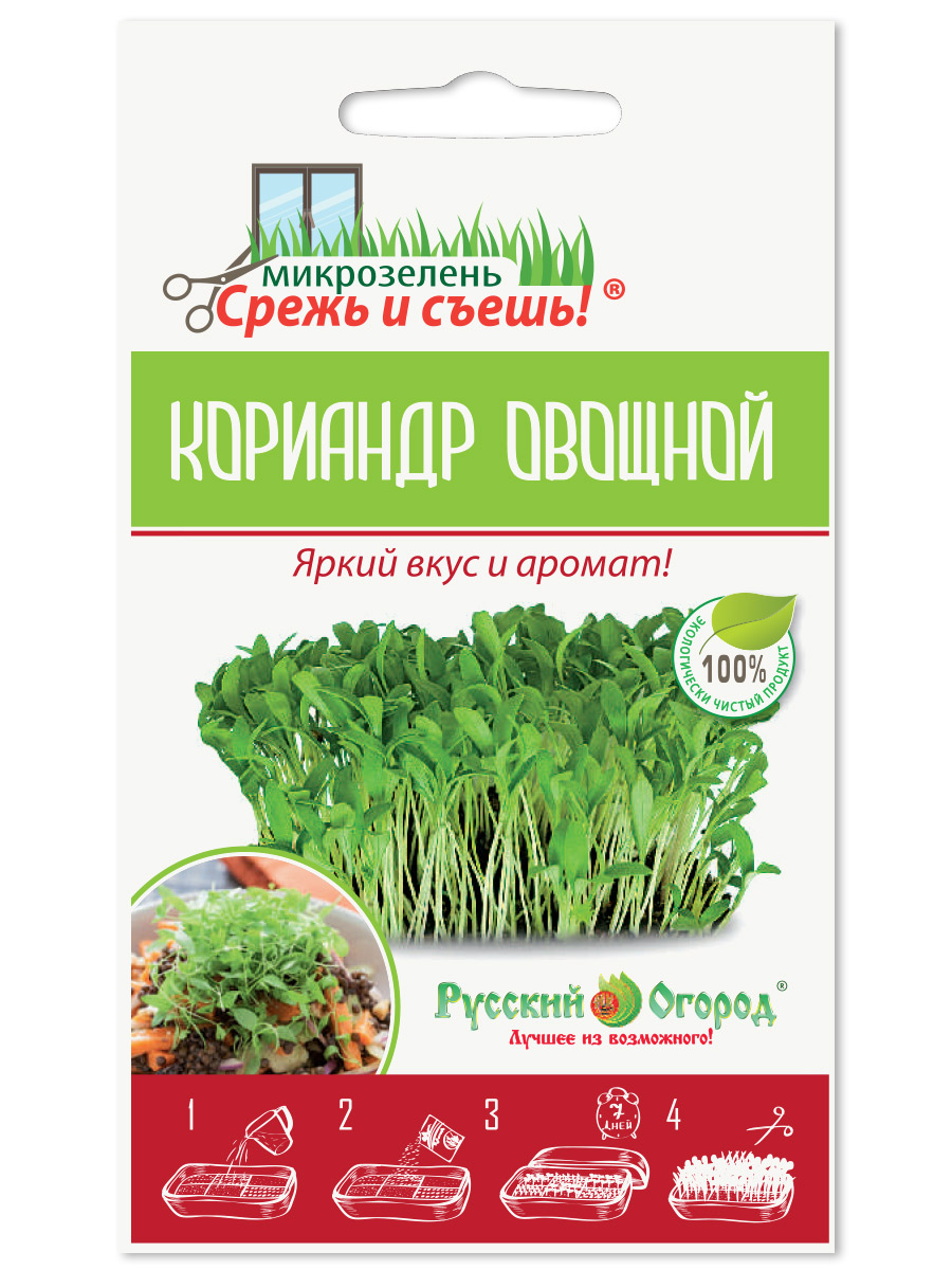 Редис кинза. Кинза на грядке. кинза в огороде. кинза картинка на огород.