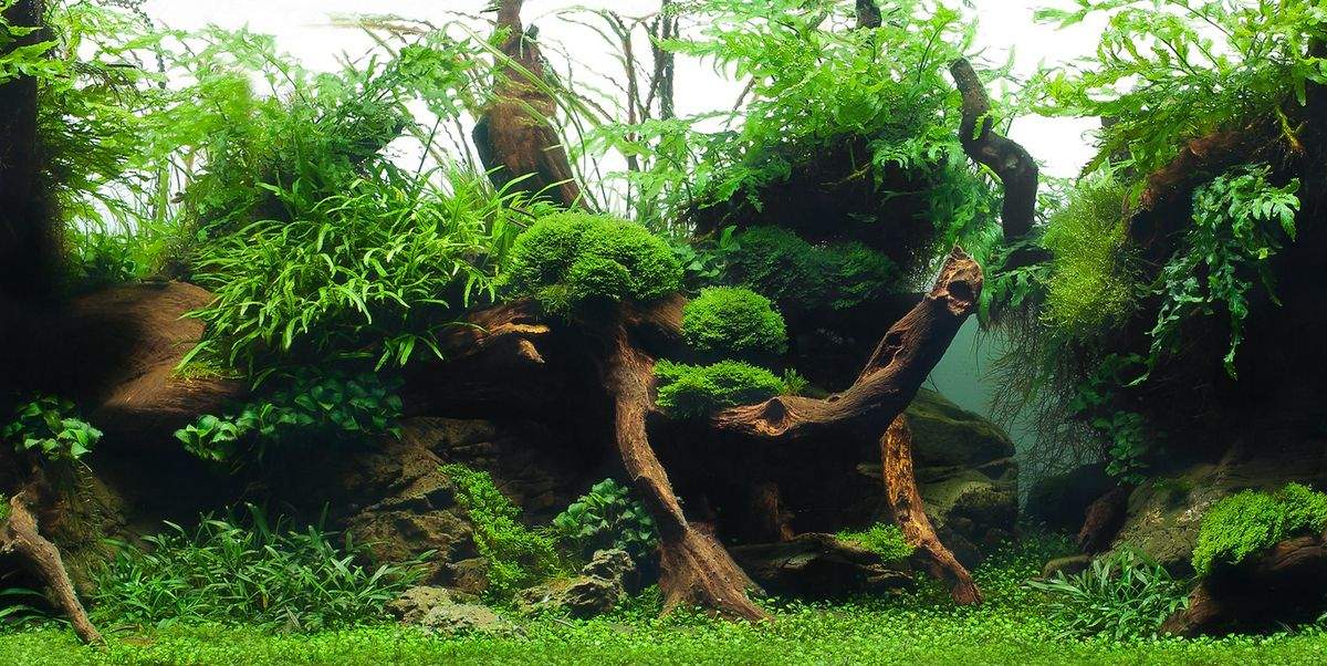 Купить фон для аквариума Barbus Зеленый рай/Воды Амазонки, пластик, 94x45  см, цены на Мегамаркет | Артикул: 100026059005