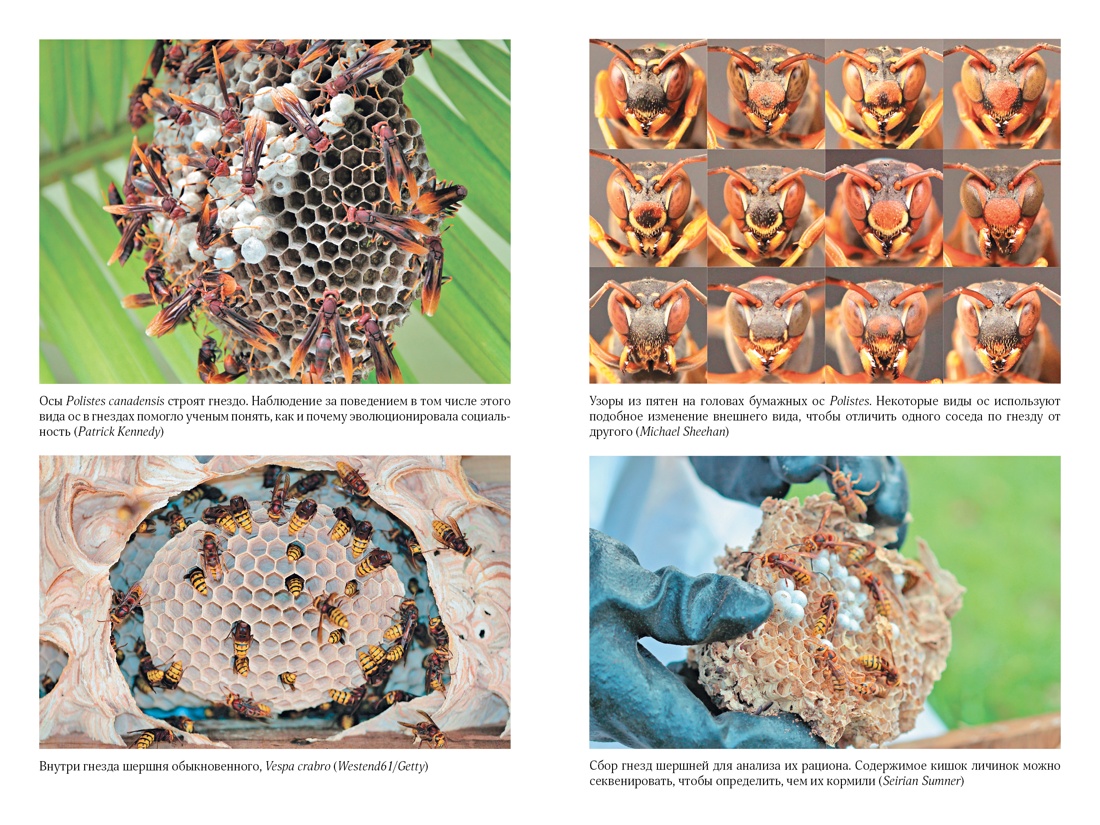 Тайны осиного гнезда: причудливый мир самых недооцененных насекомых -  купить биологии в интернет-магазинах, цены на Мегамаркет | 978-5-389-18614-9