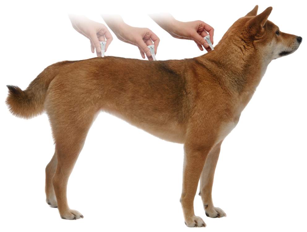 Капли для собак против паразитов Elanco Адвантикс  25-40 кг, 1 пипетка, 2,5 мл