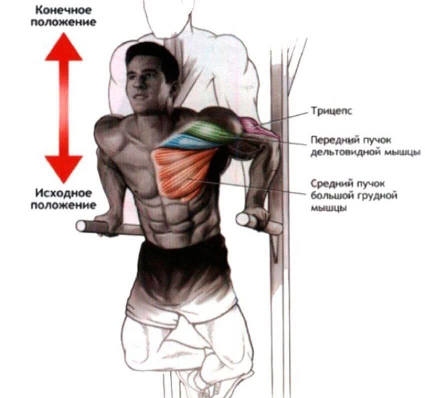 Брусья группы мышц. Мышцы задействованные при отжимании на брусьях. Какие группы мышц работают при отжимании на брусьях. Какие мышцы работают при отжимании на брусьях в картинках. Прокачка мышц на брусьях.