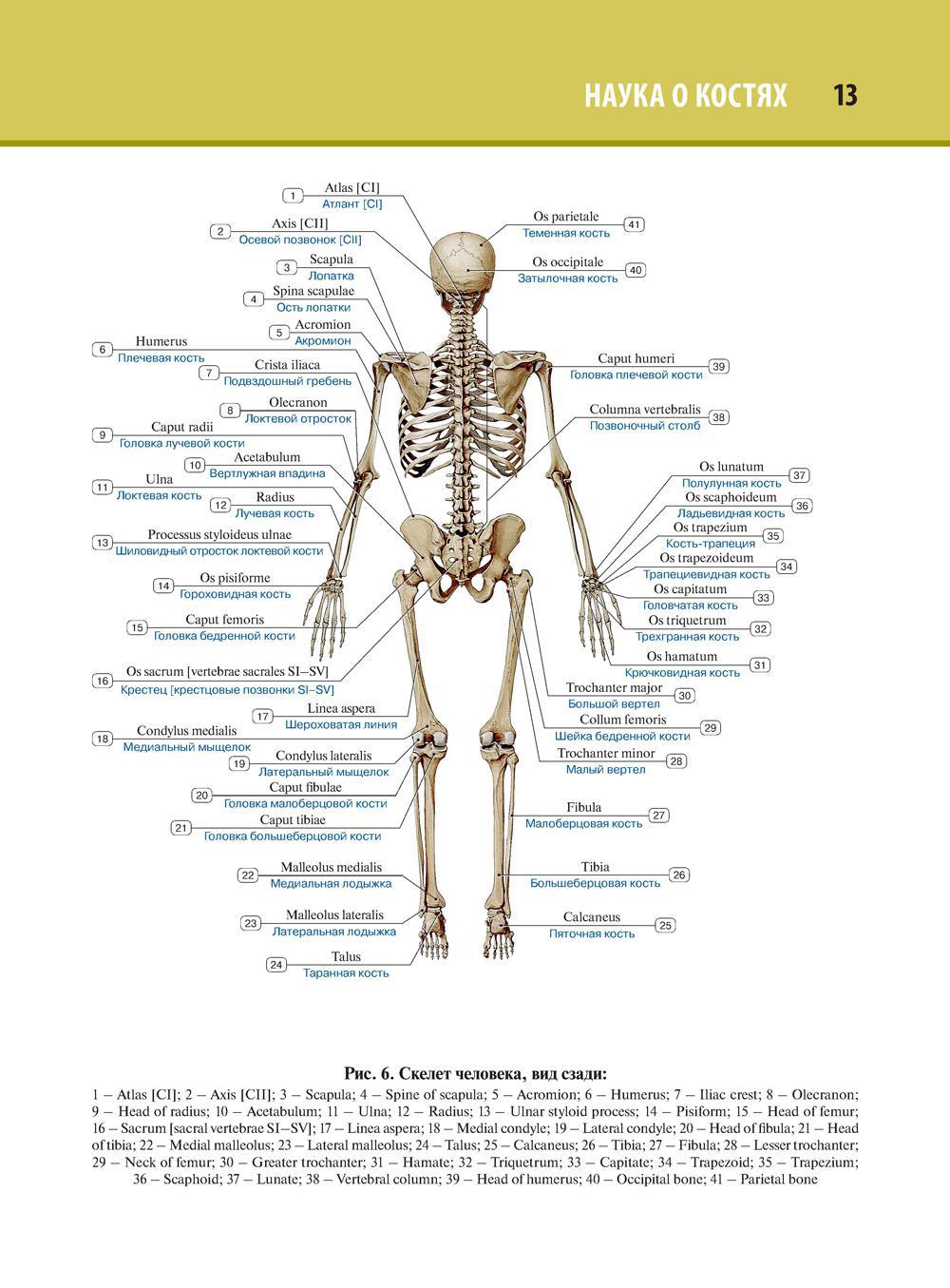 Анатомия человека кости фото. Строение скелета человека анатомия. Схема костей человека. Строение костей человека с описанием. Анатомия человека кости скелета названия.
