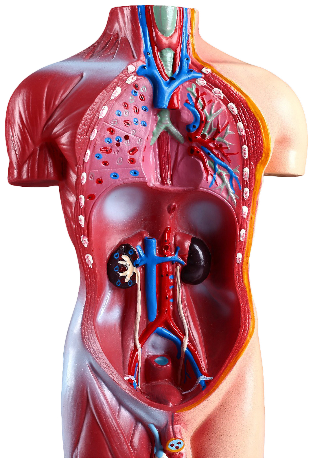 Купить макет Торс человека 42 см, цены на Мегамаркет | Артикул: 100032074055