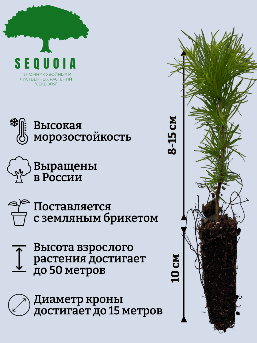 Секвойя саженцы. Лиственница саженцы. Саженец секвойи в Краснодаре