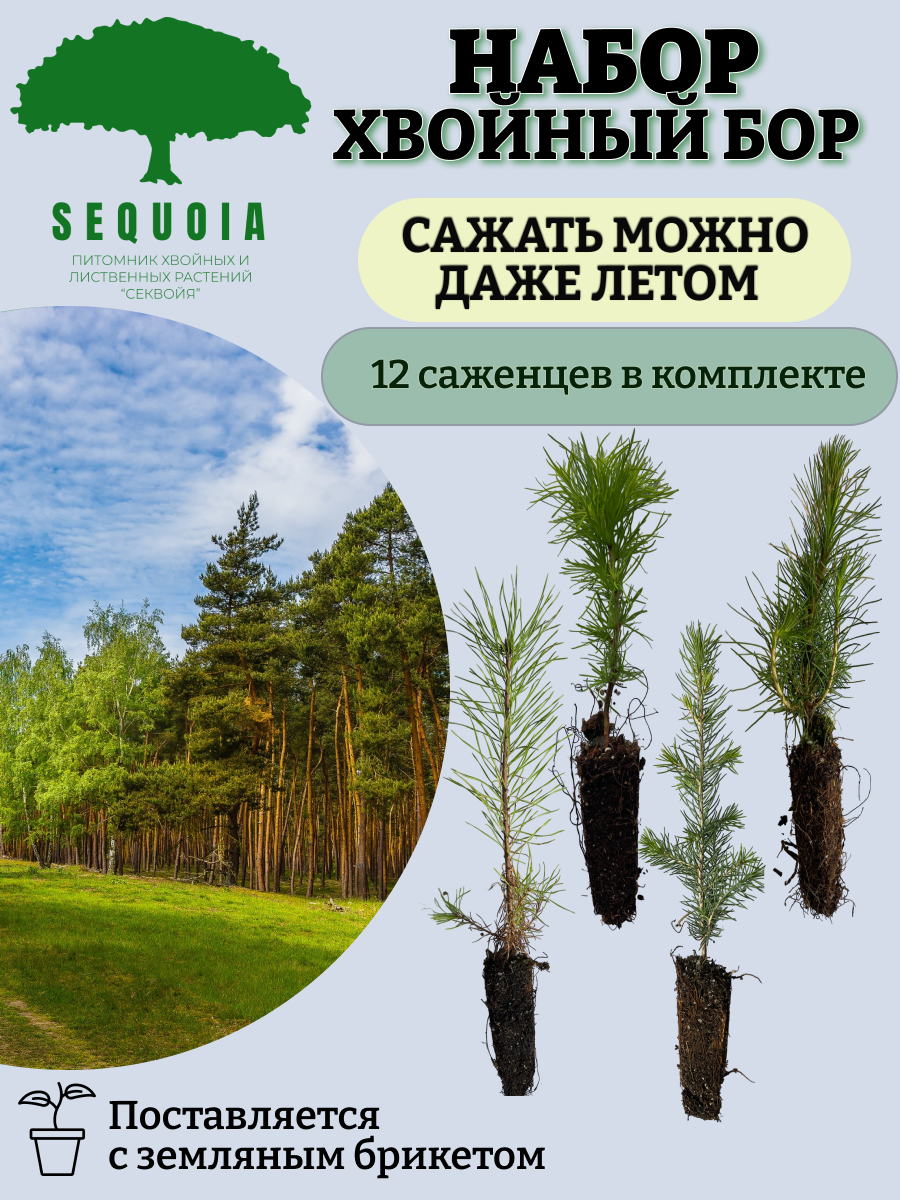Секвойя саженцы. Питомник Секвойя Самара. Саженец секвойи в Краснодаре. Секвойя купить саженец