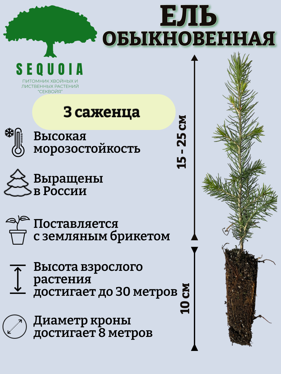 Питомник тайга каталог