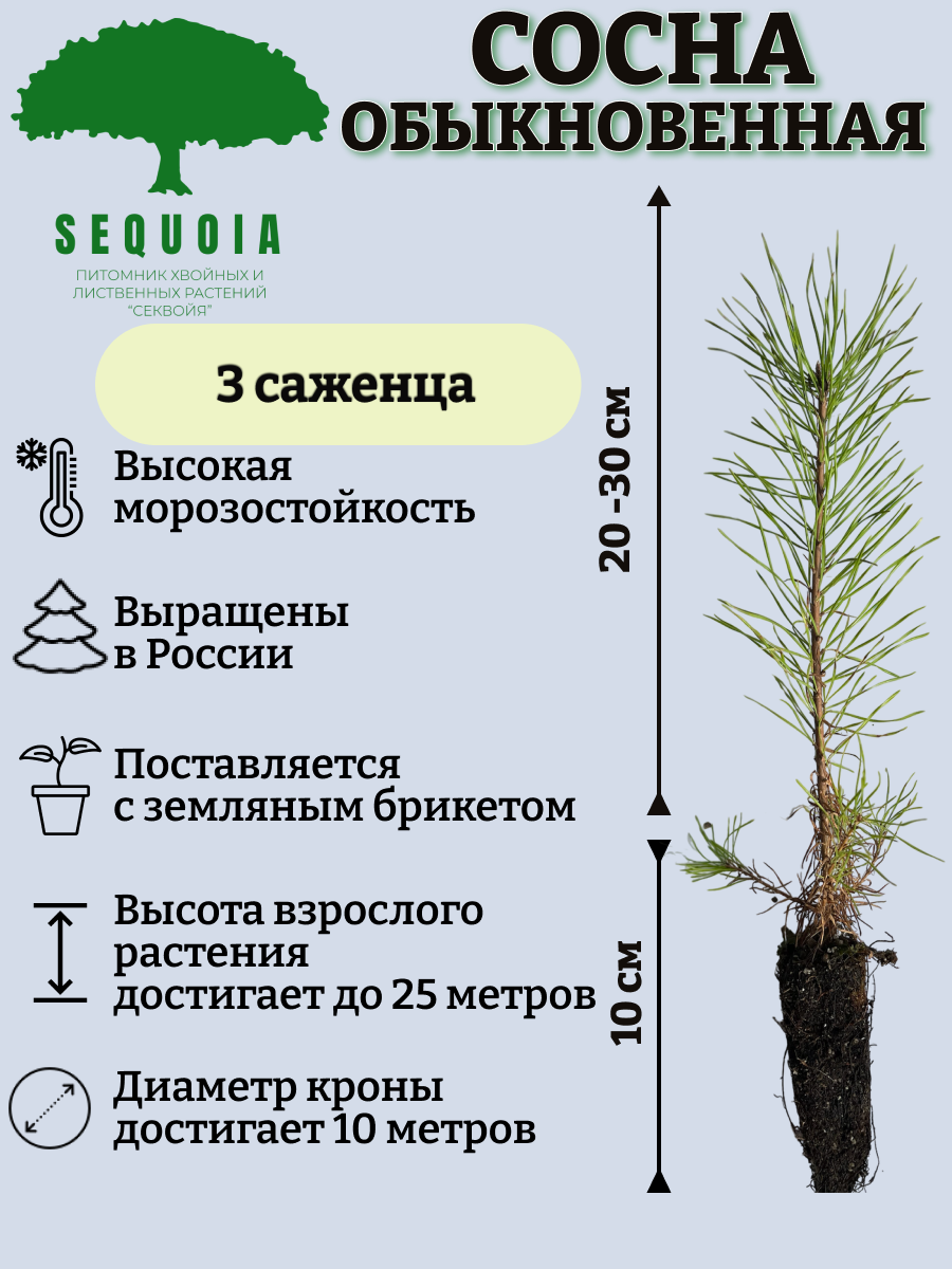 Саженцы Набор Хвойный Бор Питомник Секвойя НХб 12 штук - купить в Москве,  цены на Мегамаркет | 600015638554