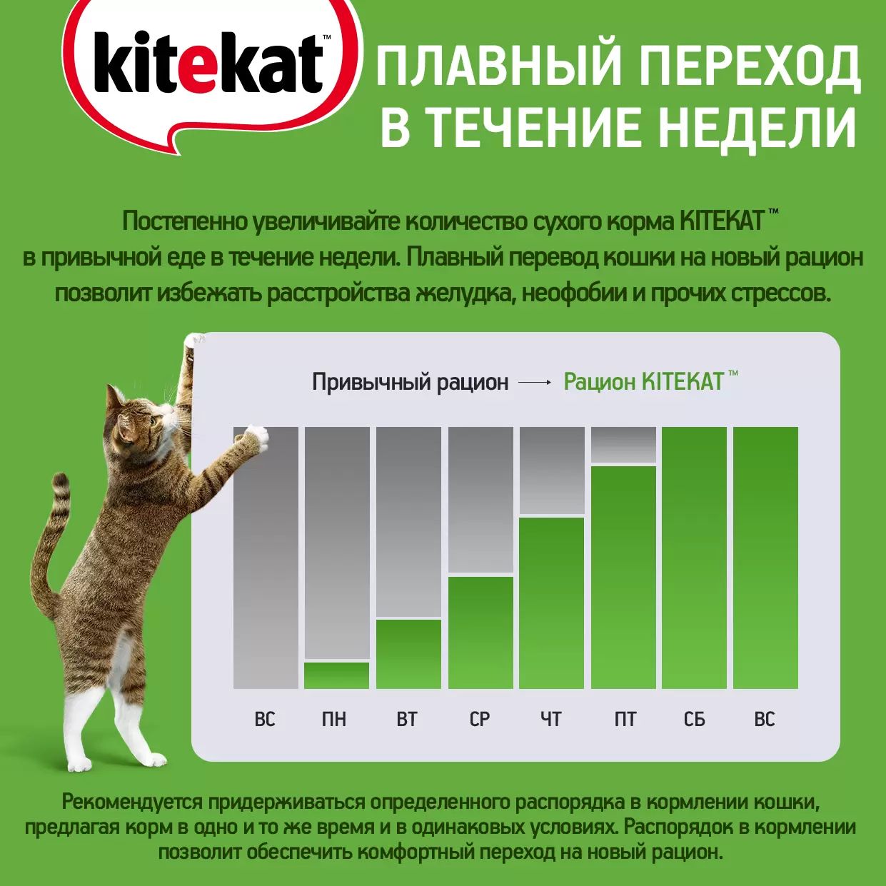 Влажный корм для кошек Kitekat, с говядиной в желе, 85г - отзывы  покупателей на маркетплейсе Мегамаркет | Артикул товара:100016182586