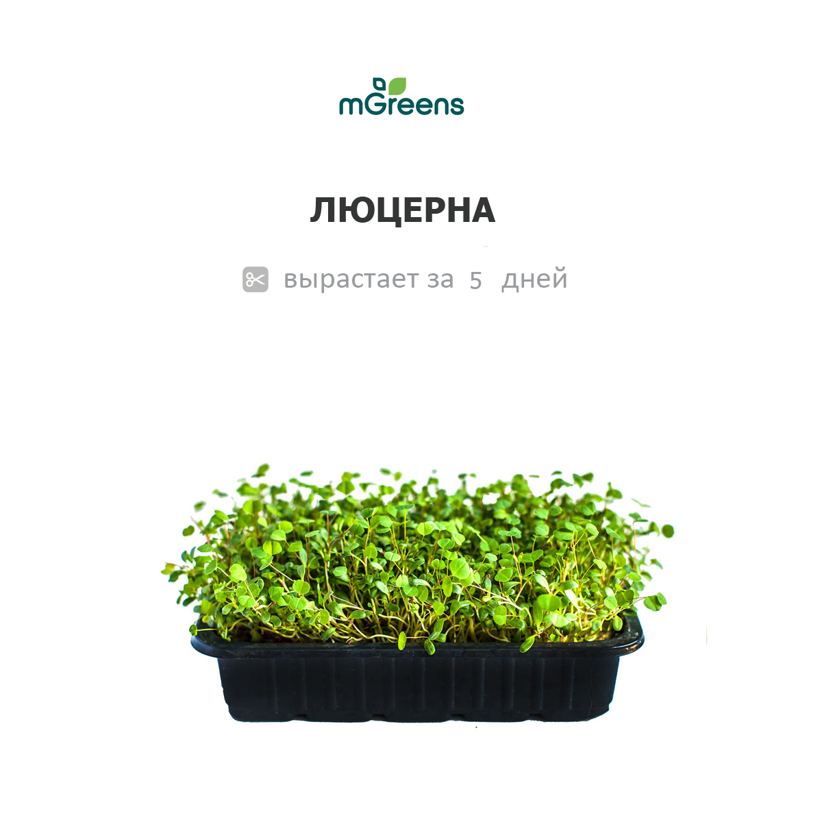 Где Купить Семена Микрозелени Бюджетно Отзывы