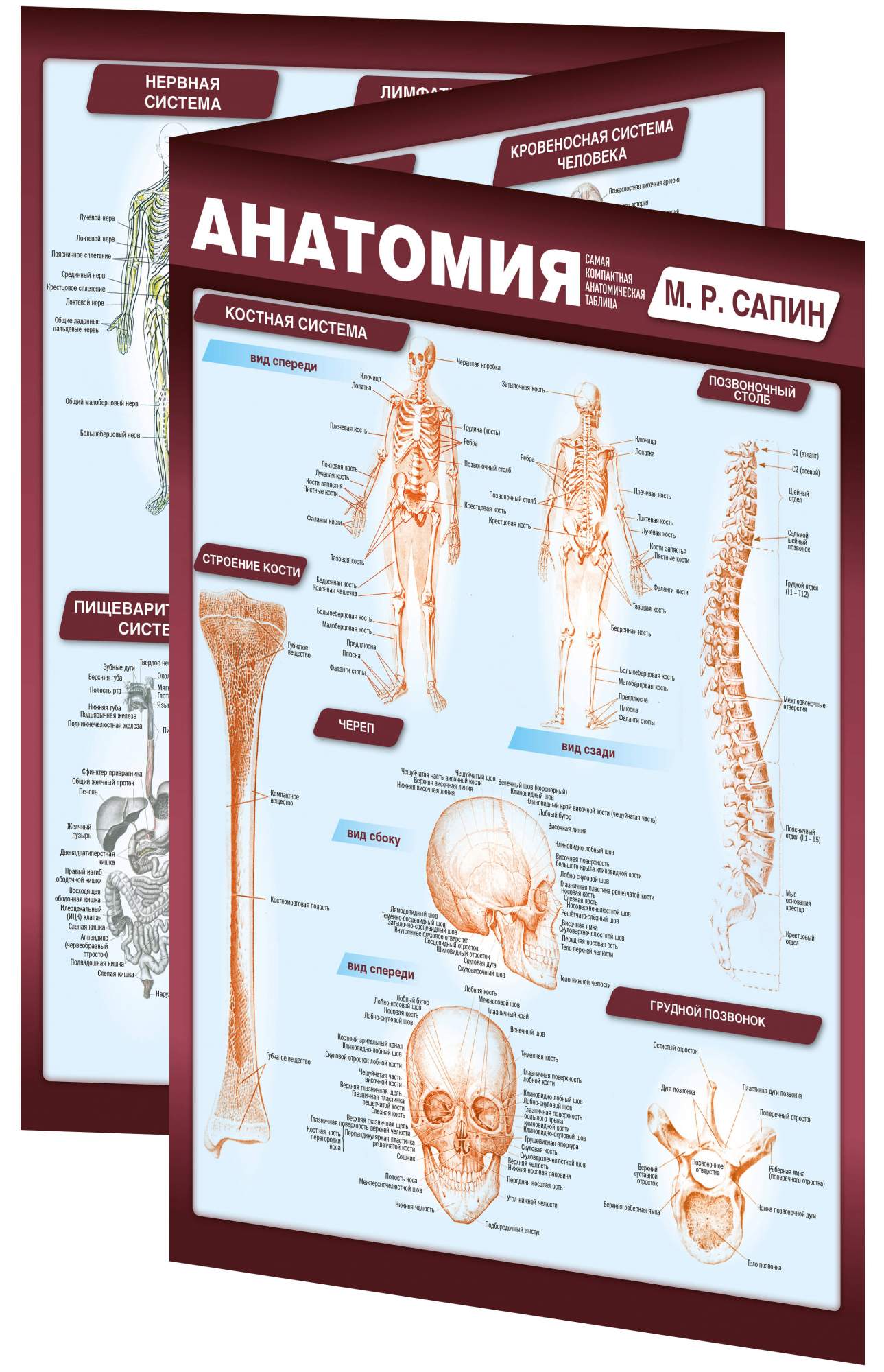 Отзывы - <b>анатомия</b> Самая компактная анатомическая таблица.