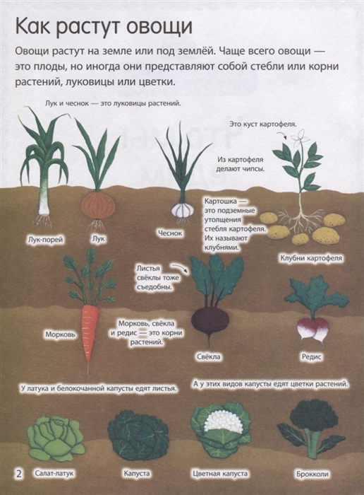 Какие овощи срезают ножом