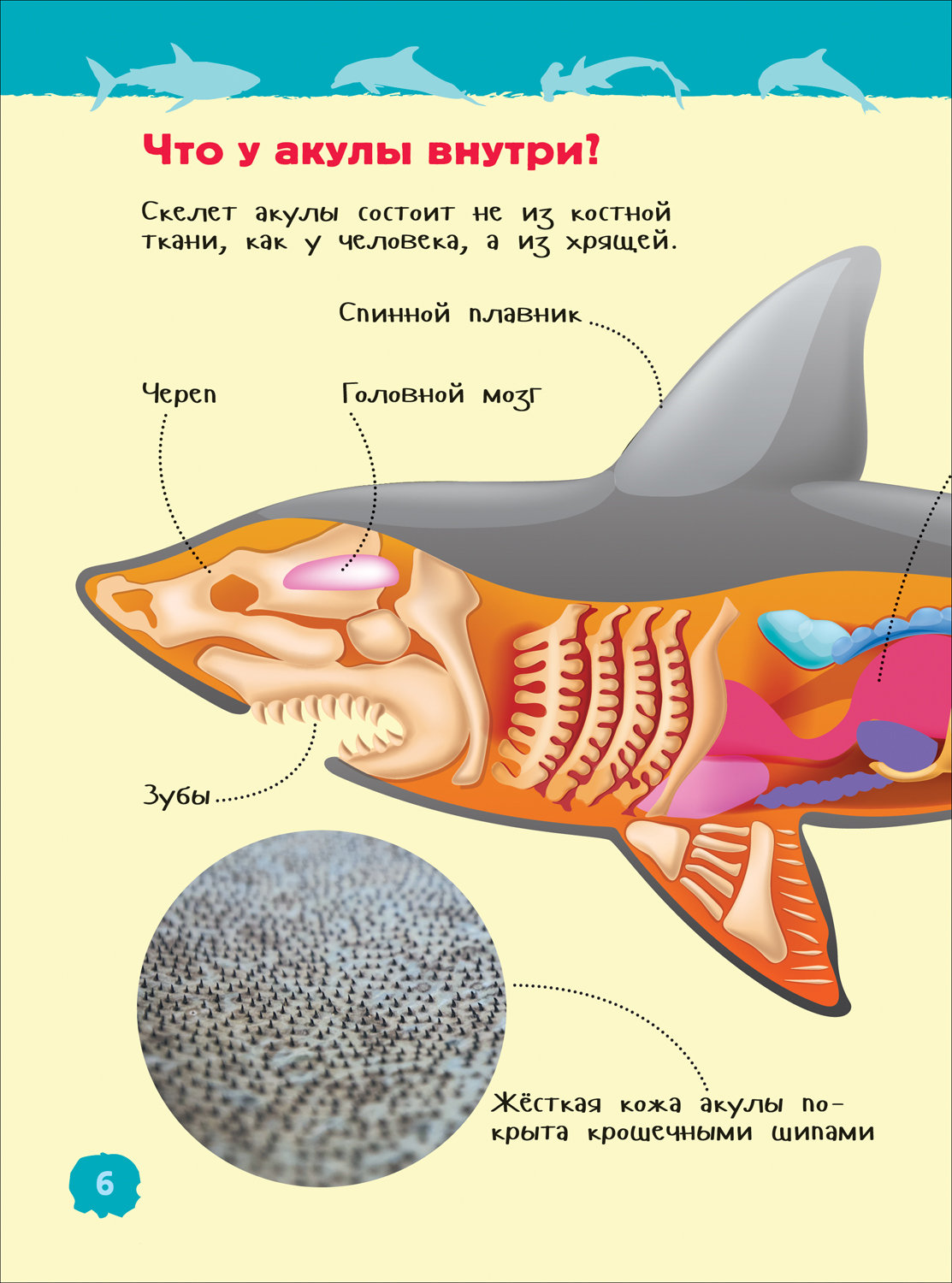 Акулы, киты и дельфины - купить детской энциклопедии в интернет-магазинах,  цены на Мегамаркет | 9785353102847