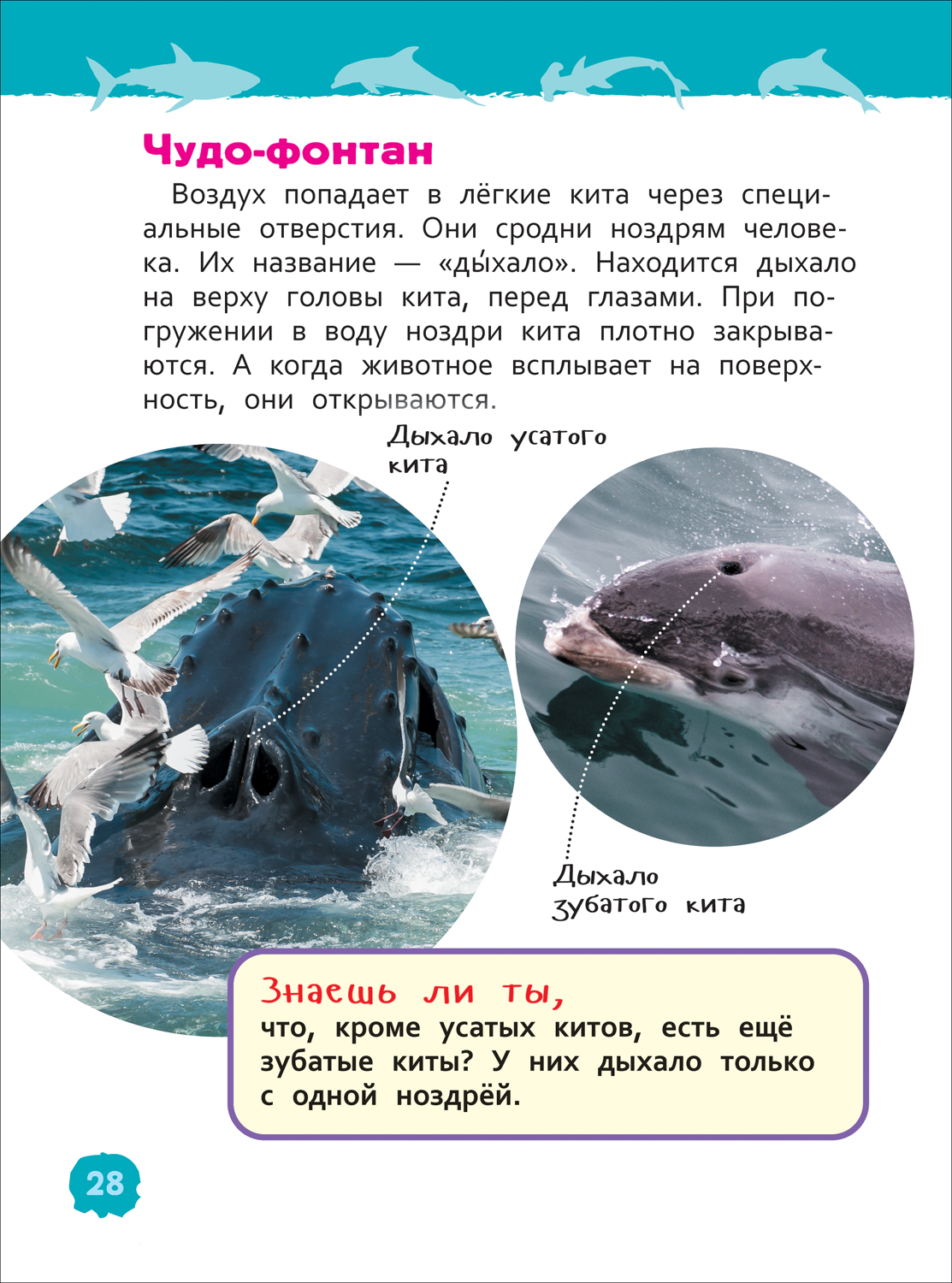 Акулы, киты и дельфины - купить детской энциклопедии в интернет-магазинах,  цены на Мегамаркет | 9785353102847