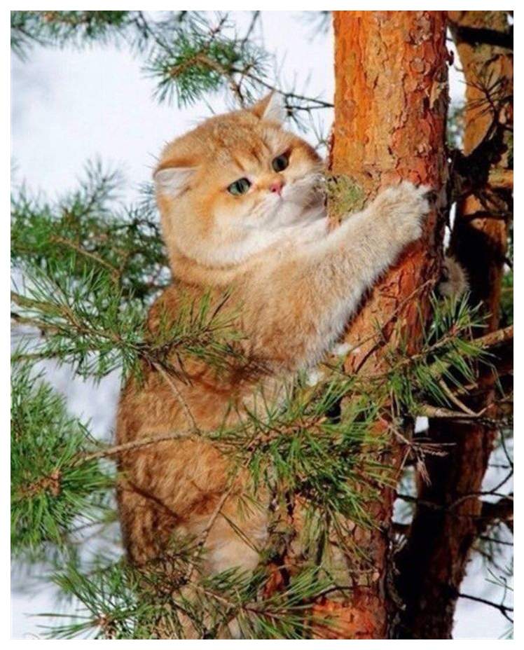 Кот И Белка Картинки
