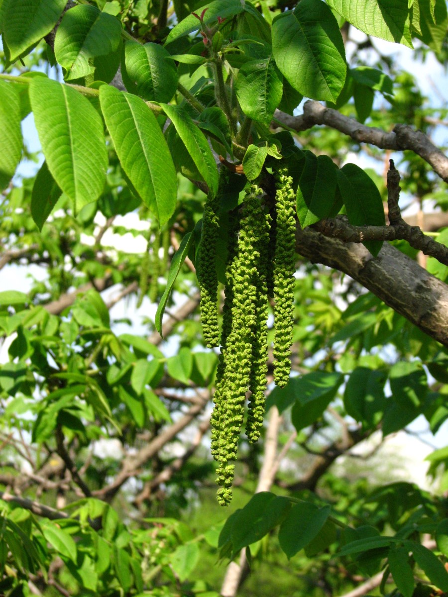 Можно ли есть маньчжурский орех. Орех маньчжурский (Juglans mandshurica). Орех маньчжурский (Juglans nigra l.). Маньчжурский (думбейский) орех. Juglans mandshurica дерево.