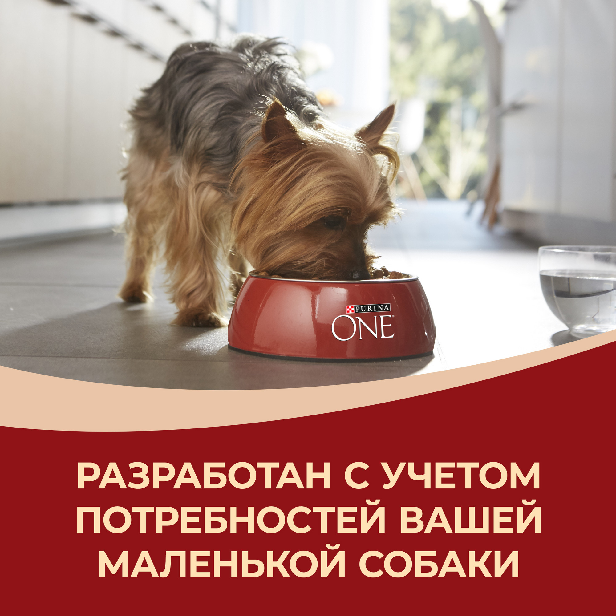 Сухой корм для собак Purina ONE Мини, при активном образе жизни, курица,  рис, 1,5 кг - отзывы покупателей на маркетплейсе Мегамаркет | Артикул  товара:100024263805