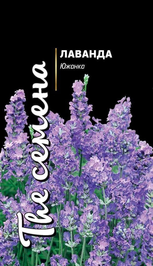 Лаванда сорт южанка. Семена лаванда южанка. лаванда южанка описание сорта. лаванда южанка фото.