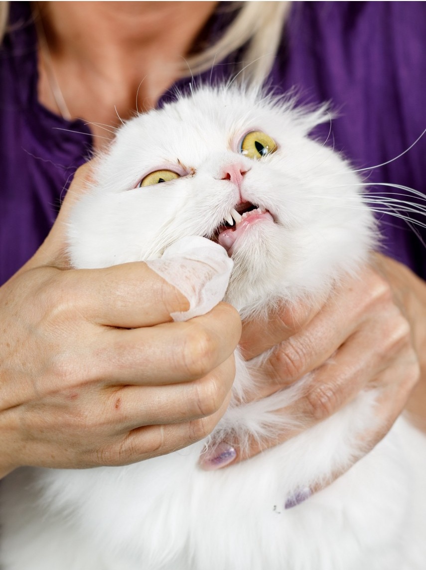 Влажные салфетки для кошек Japan Premium Pet, отбеливающие Dental