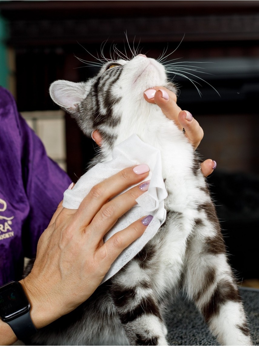 Салфетки для животных Japan Premium Pet Шампуневые полотенца для деликатного ухода