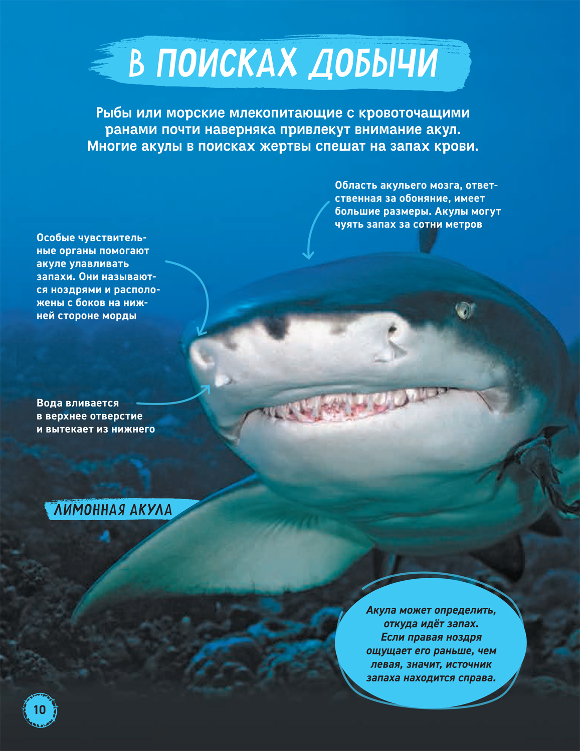 Как выглядит мозг акулы
