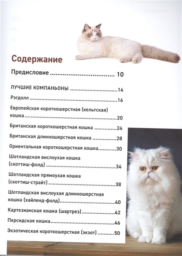 Книга Все породы кошек. Большая иллюстрированная энциклопедия - купить в ИП  Зинин, цена на Мегамаркет