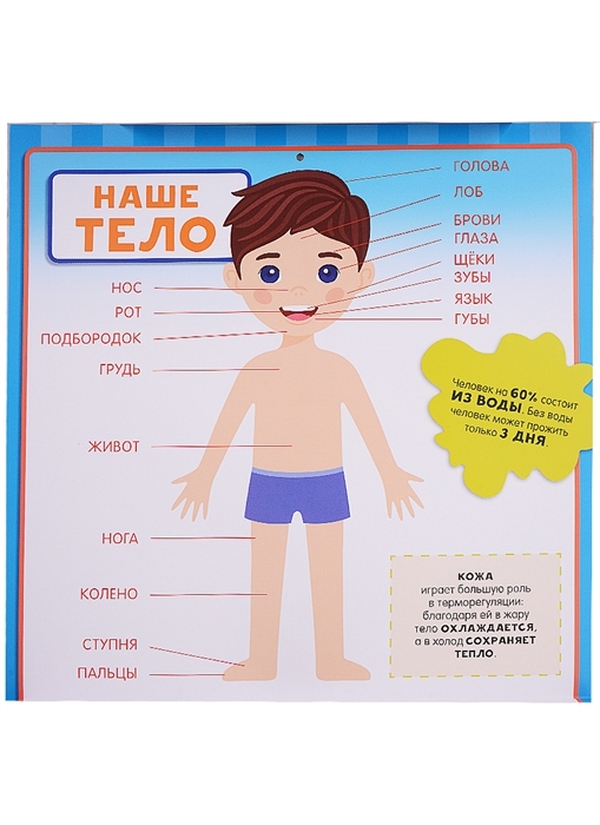 Где мое тело. Моё тело. Мое тело все что нужно знать в 6 лет. Плакат мое тело. Я И мое тело книга.