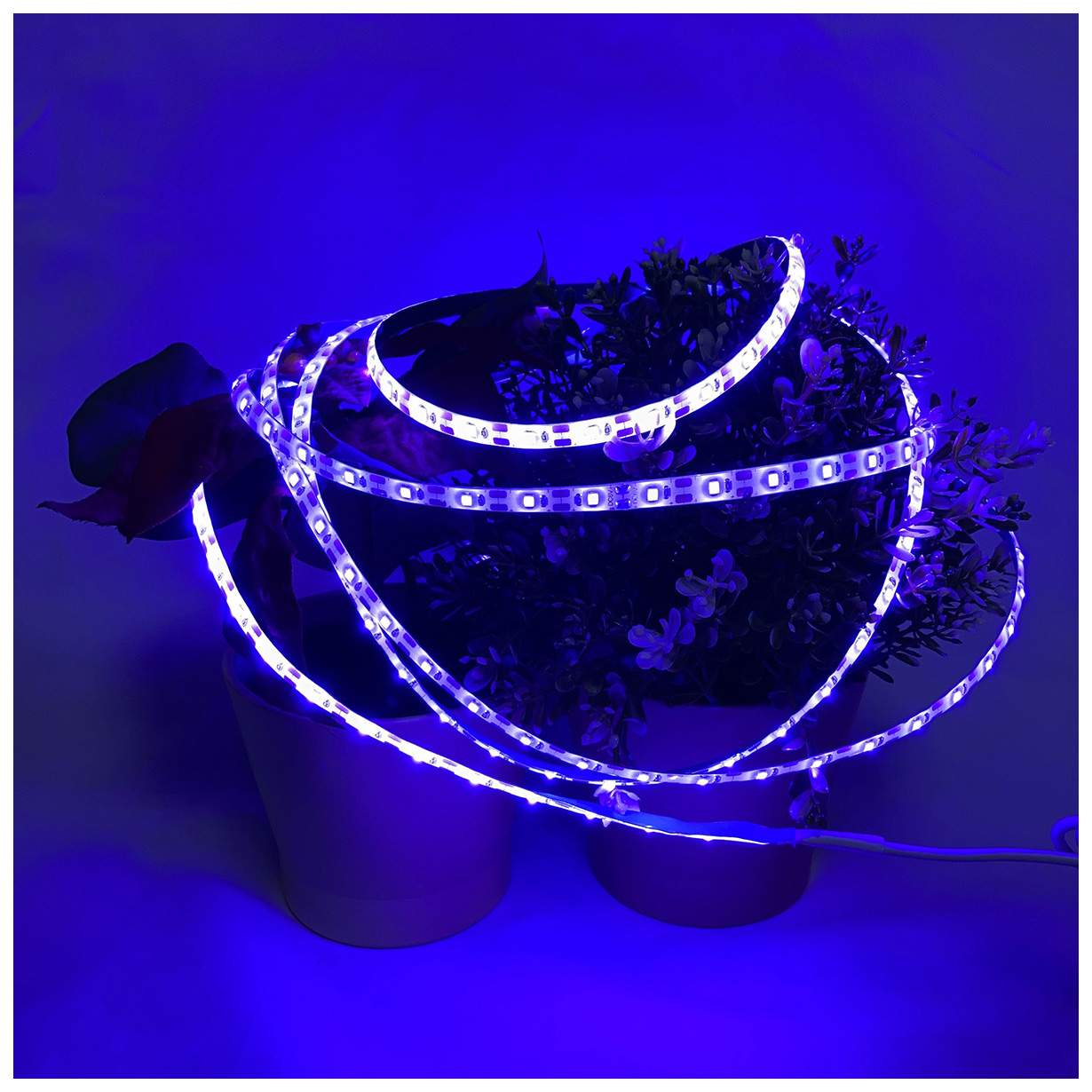 Где Можно В Москве Купить Фитоленту Оптом